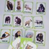 Jungle Animals - imagens reais - Image 4